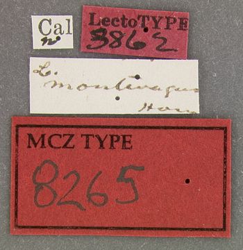 Media type: image;   Entomology 8265 Aspect: labels